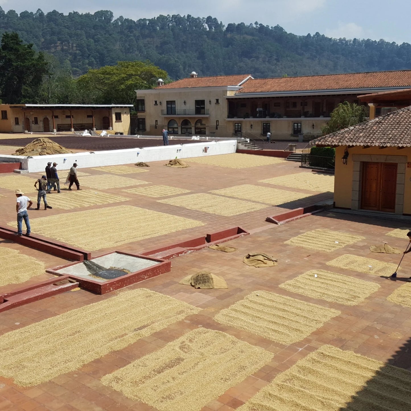 Finca Filadelfia - Bourbon, Caturra - Washed